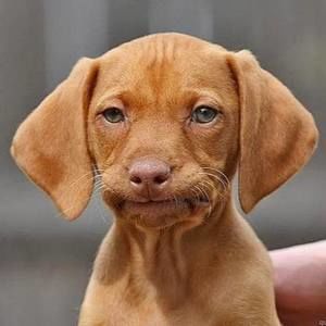 Meet your Posher, Carlissa